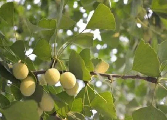 种植前景|广西可以种银杏树吗