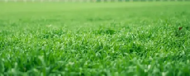 草坪植物是什么科