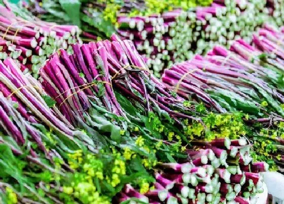 蔬菜|冬季蔬菜品种大全图片 冬天种植的蔬菜有哪些