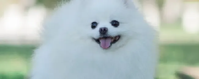 博美犬怎么养？