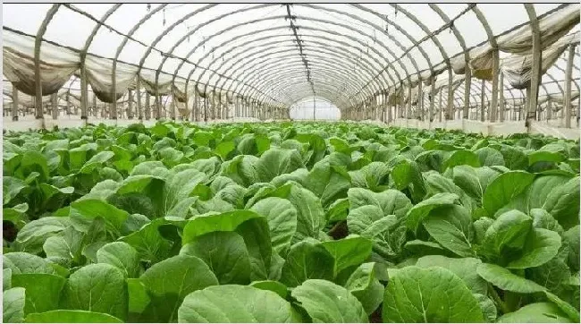 种植技术什么最赚钱 在家种什么比较好？ | 农业养殖资讯