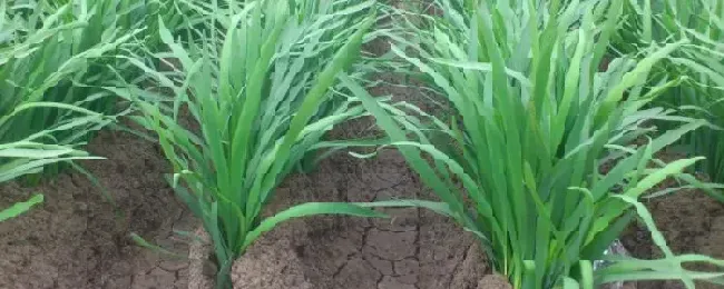 种韭菜的行距和株距多少合适附韭菜的种植时间及方法