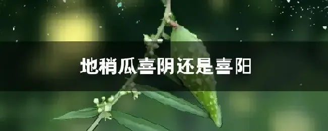 地稍瓜喜阴还是喜阳