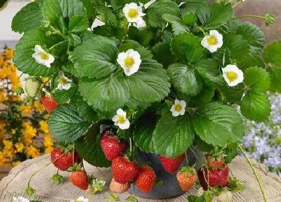 种菜|阳台种草莓的方法与技巧 家庭阳台草莓种植方法