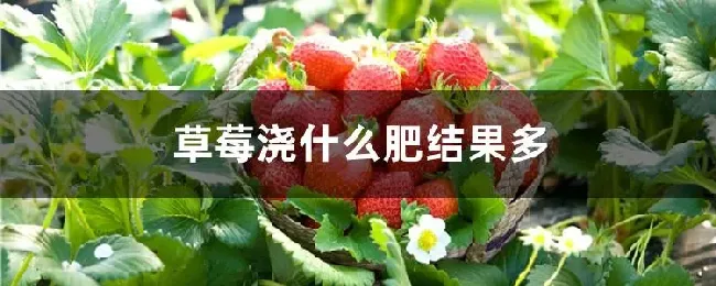 草莓浇什么肥结果多