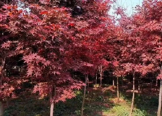 树木|宅院内适合种什么树好 4大适合庭院栽种的风水树木