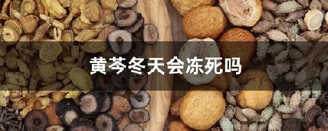黄芩冬天会冻死吗