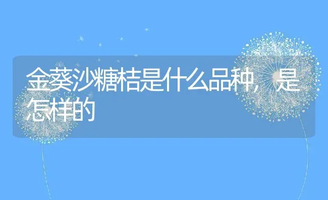 金葵沙糖桔是什么品种,是怎样的 | 养殖资讯