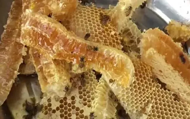 土蜂蜜的十大功效与作用