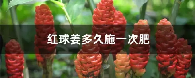 红球姜多久施一次肥