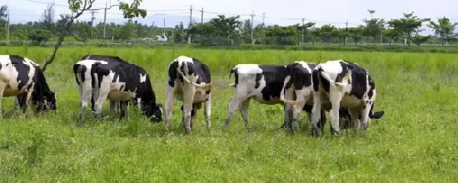 奶牛的特点有几个乳房