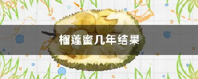 榴莲蜜几年结果