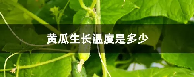 黄瓜生长温度是多少