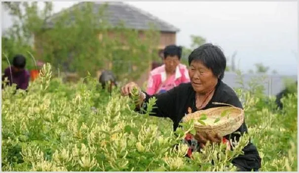 女村官带领村民种植金银花，解决就业问题并实现增收！ | 热门养殖项目