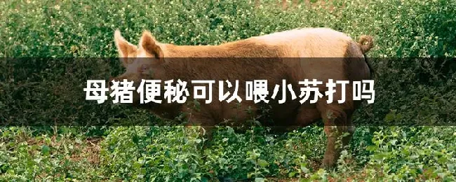母猪便秘可以喂小苏打吗