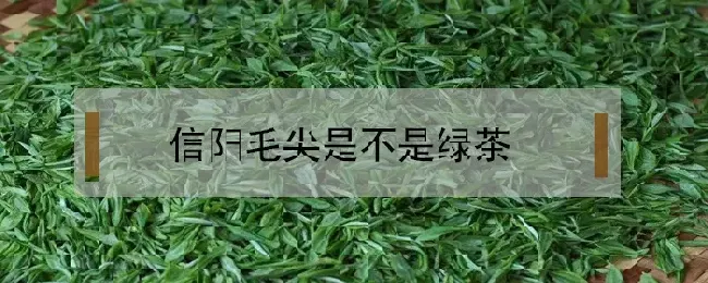 信阳毛尖是不是绿茶