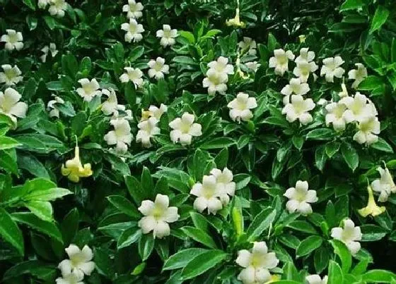 养花|院子适合种什么花