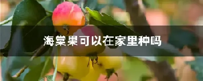 海棠果可以在家里种吗