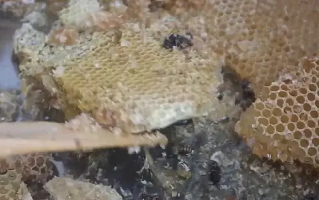 土蜂蜜的十大功效与作用