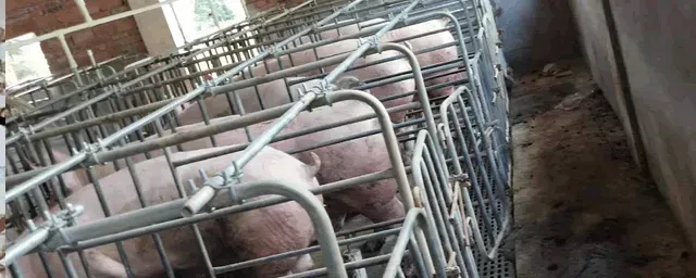 春季生猪养殖技术三大要点