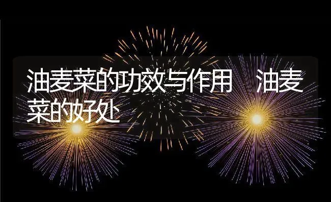 油麦菜的功效与作用 油麦菜的好处 | 养殖资料投稿