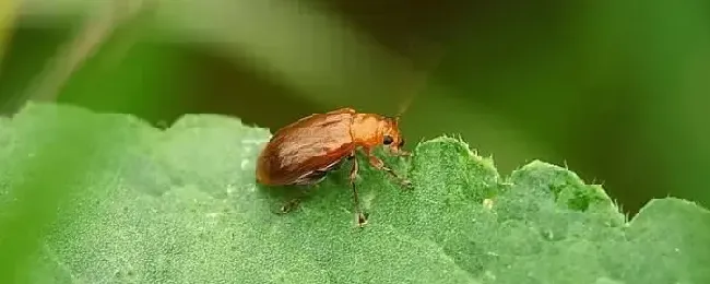 黄守瓜用什么农药治