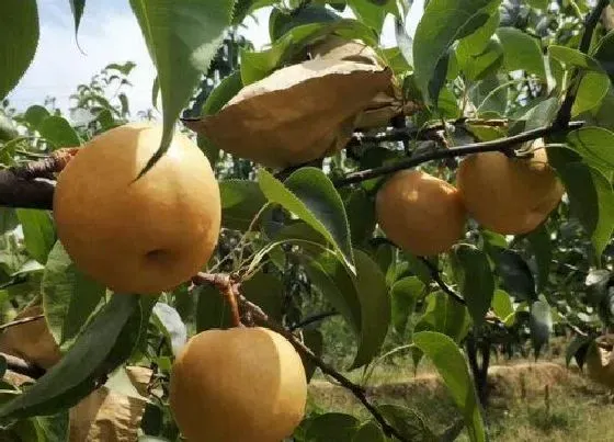 种植前景|圆黄梨种植条件 适合在什么地方种植