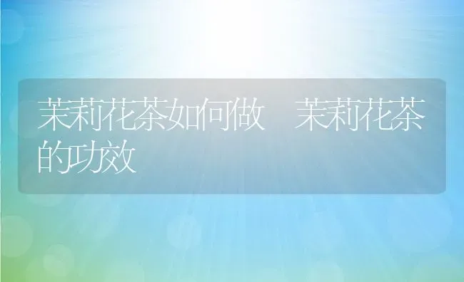 茉莉花茶如何做 茉莉花茶的功效 | 养殖资料投稿