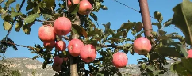 矮砧密植田间管理优势矮砧密植苹果种植的自然条件