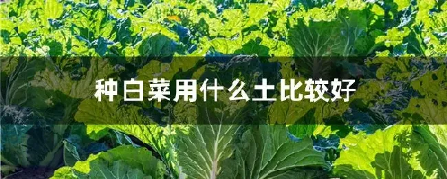 种白菜用什么土比较好