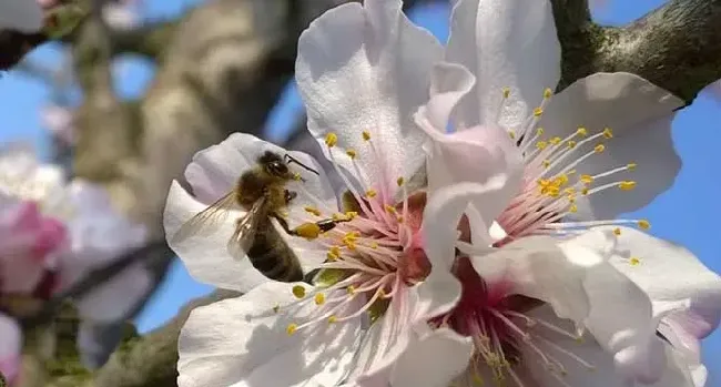 蜂针疗法对人体的危害