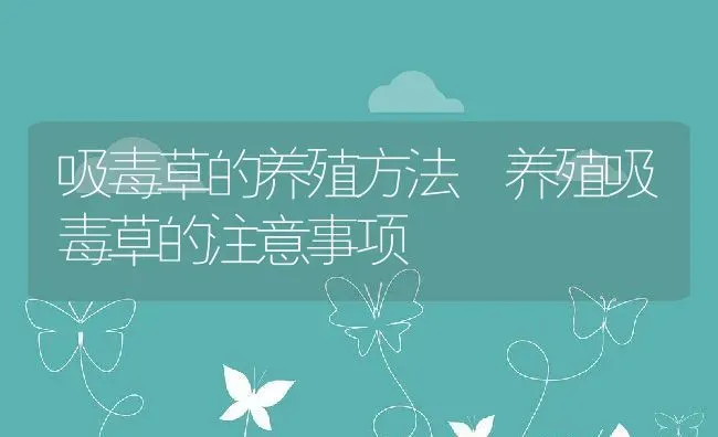 吸毒草的养殖方法 养殖吸毒草的注意事项 | 养殖资料投稿