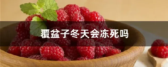 覆盆子冬天会冻死吗