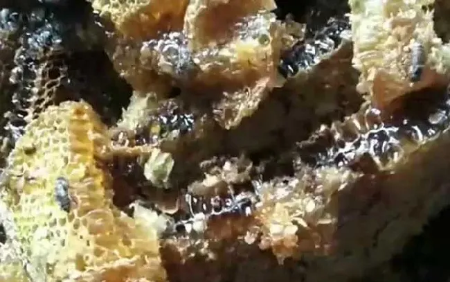 土蜂蜜的十大功效与作用