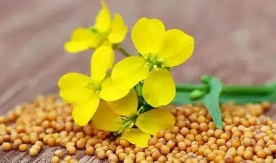 芥花与油菜花的区别 油菜花的功效与作用