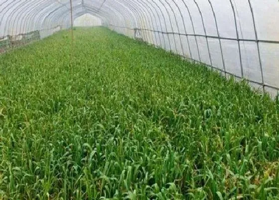 种植前景|蒜苗亩产量多少斤