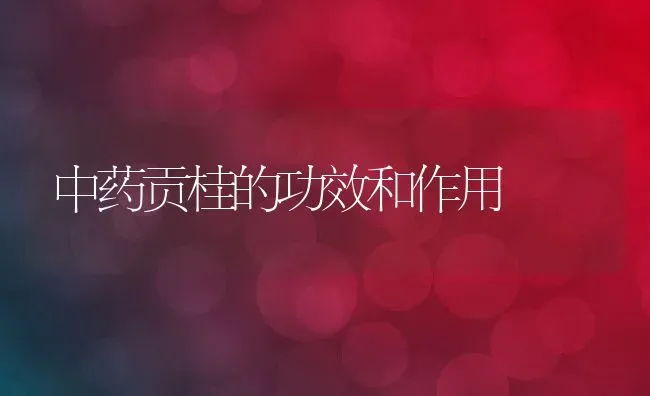 中药贡桂的功效和作用 | 养殖资料投稿