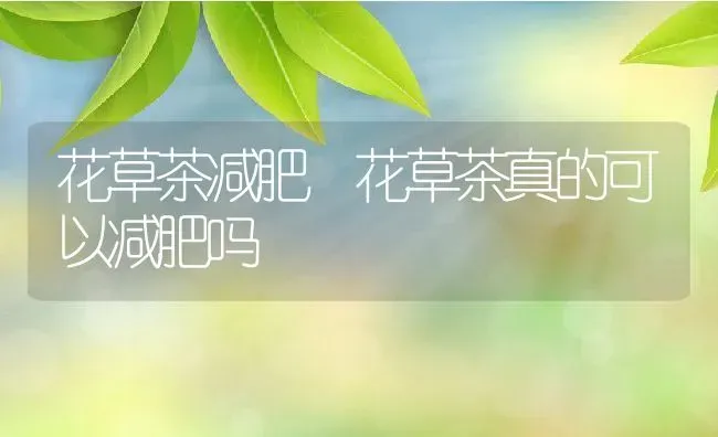 花草茶减肥 花草茶真的可以减肥吗 | 养殖资料投稿