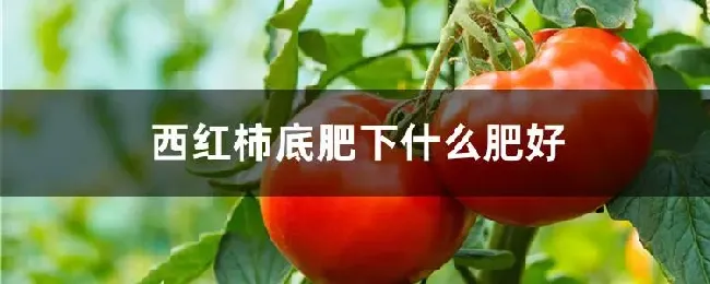 西红柿底肥下什么肥好