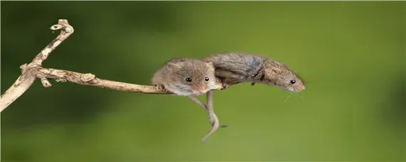 粘鼠板上放什么诱饵抓老鼠快