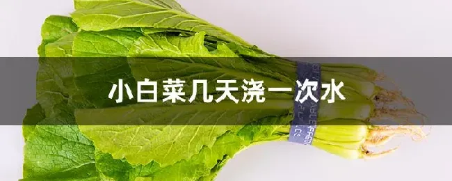 小白菜几天浇一次水