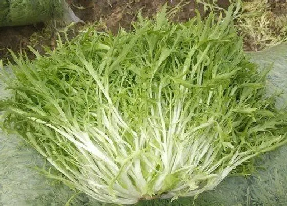 蔬菜|苦菊和雪里红是一种菜吗