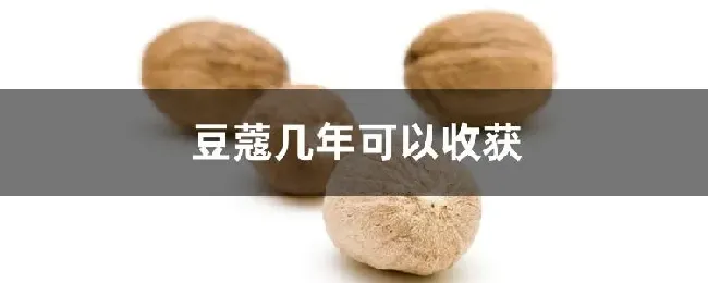 豆蔻几年可以收获