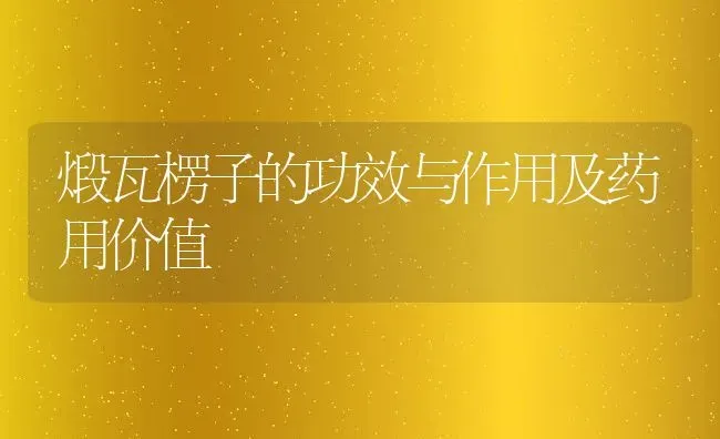 煅瓦楞子的功效与作用及药用价值 | 养殖资料投稿