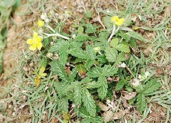 中药材|林下种植什么药材好 适合林下种植的中药材品种