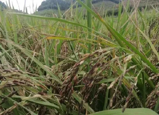 种植前景|糯米产量高吗 亩产量多少