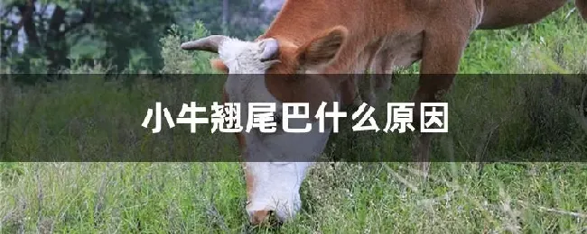 小牛翘尾巴什么原因