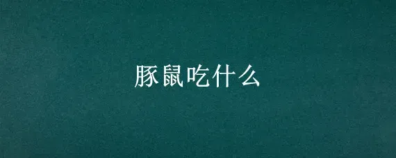 豚鼠吃什么