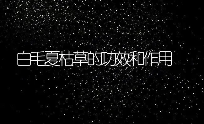 白毛夏枯草的功效和作用 | 养殖资料投稿