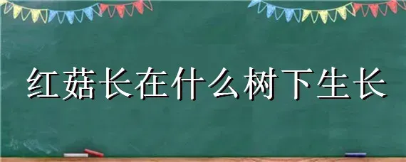 红菇长在什么树下生长